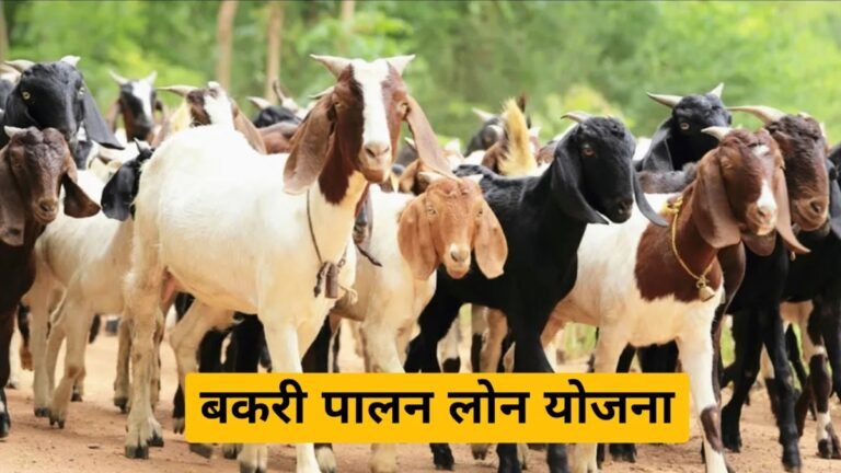 Bakri Palan Business Loan