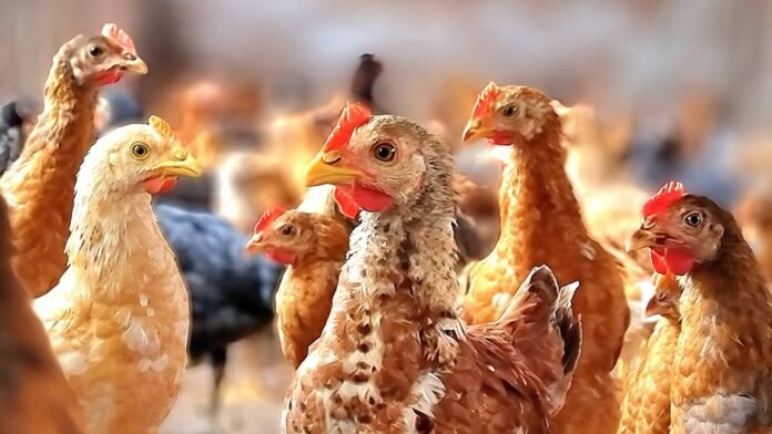 Murgi Palan Loan Yojana