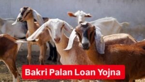 Bakri Palan Business Loan