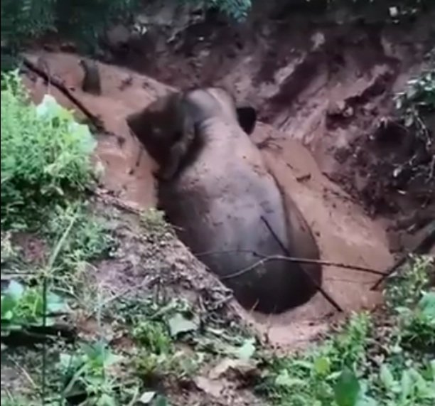 20250922112548_haathi kuen me