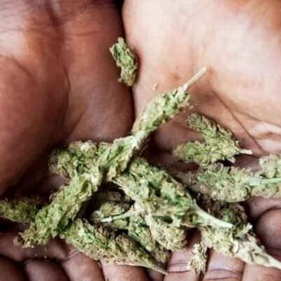 what-is-ganja-768x402-1-square-94f278ed64f52783e7fa712c36ebffbf-bdkw6poxvj9n