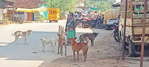 206_1762952200691484084b947_12chowki2