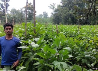 CG : ग्राफ्टेड बैंगन तकनीक से अड़जाल के किसान संतोष हुए आर्थिक रूप से सशक्त