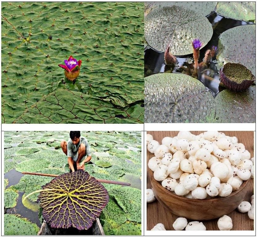 1765554045_259571a971c4f396d683