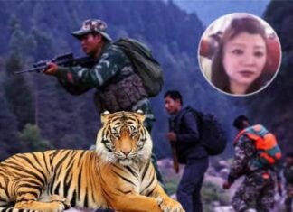 भारत-चीन सीमा, सिक्किम से गिरफ्तार अंतर्राष्ट्रीय बाघ तस्कर लाचुंगपा; MP और दिल्ली की टीमों ने की ऐतिहासिक कार्रवाई