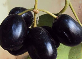 काला जामुन : गुठली से लेकर पत्ते तक हैं फायदेमंद