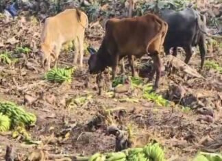 किसानों की मजबूरी: बाजार में कीमत धड़ाम, खेत में गाएं खा रही केले की फसल