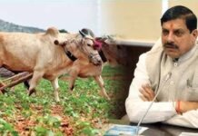 मुख्यमंत्री ने किसान कल्याण तथा कृषि विकास विभाग की समीक्षा में दिए निर्देश