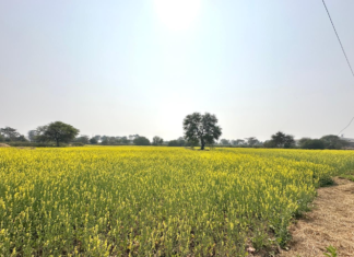 फसलचक्र परिवर्तन से जल संरक्षण और कृषि समृद्धि की नई पहचान बन रहा धमतरी