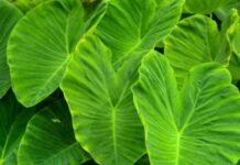 सेहत और स्वाद दोनों का खजाना, मिलते हैं कई फायदे…