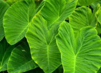 सेहत और स्वाद दोनों का खजाना, मिलते हैं कई फायदे…