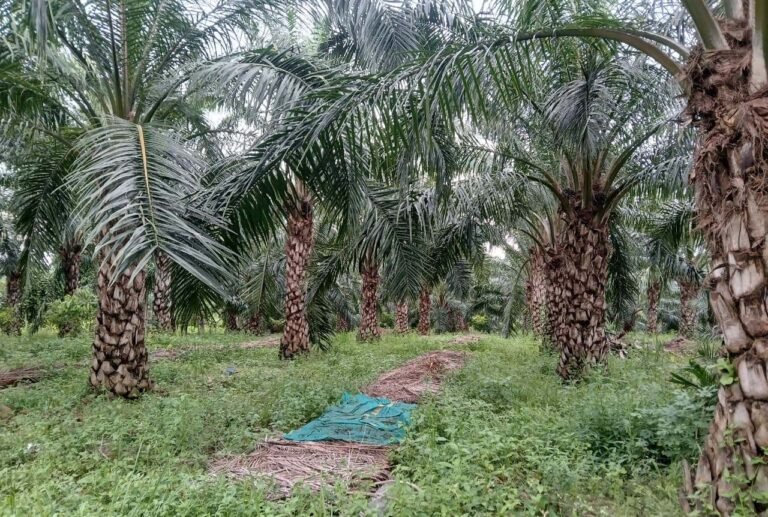 राजनांदगांव : नेशनल मिशन ऑन एडिबल ऑयल ऑयल पॉम योजनांतर्गत किसानों को ऑयल पॉम की खेती के लिए दिया जा रहा अतिरिक्त अनुदान