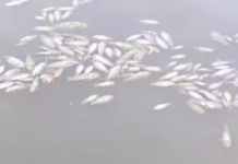 CG : मछलियों की मौत होने पर तालाब में डाला गया ब्लीचिंग पाउडर …