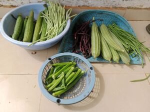 मोहला : ड्रिप एरिगेशन से खड़गांव छात्रावास में हरियाली, किचन गार्डन से मिल रही ताजी सब्जियाँ