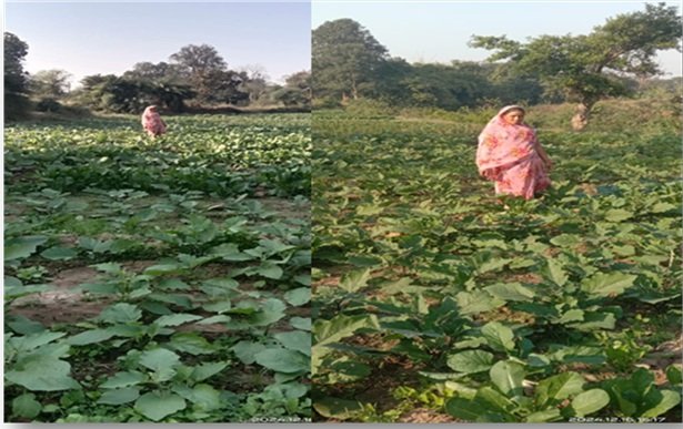 मोहला : बाड़ी की सब्जियों से बदली किस्मत, सत्यशीला दीदी बनीं आत्मनिर्भर