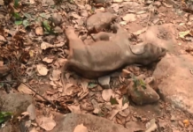 CG : जिले में एक मादा हाथी शावक का शव मिलने से वन विभाग में हड़कंप मचा…