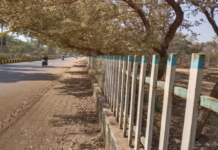 राजनांदगांव : पतझड़ में सूखे पत्तों से पट रहा शहर का गौरव पथ, यहां सफाई का अभाव…