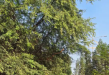 राजनांदगांव : गौरव पथ में पेड़ों की डंगालें गाड़ी से टकरा रही है, नगर निगम ध्यान दे…