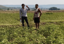 राष्ट्रीय बागवानी मिशन से किसानों को संबल : उन्नत तकनीक से टमाटर खेती में बढ़ा उत्पादन और मुनाफा