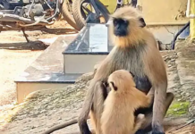 राजनांदगांव : मौसम में बदलाव के साथ दोपहर में धूप तेज ऐसे में पशु-पक्षियों के लिए भी पेयजल की व्यवस्था करने की जरूरत है…