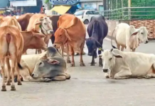 राजनांदगांव : शहर के नंदई रोड, मोहारा रोड और बाइपास पर मवेशियों का झुंड, हादसे का खतरा…