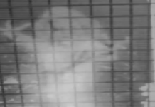 CG : श्मशान घाट को बचाने में लगी आत्मा! डरावनी आवाज से बुलडोजर की कार्रवाई का विरोध …