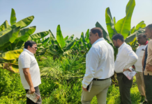 खाद्य तेल में आत्मनिर्भरता की ओर छत्तीसगढ़ : राज्य में 10,796 हेक्टेयर क्षेत्रों में ऑयल पाम की खेती