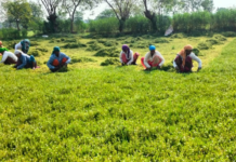 धान से ब्राम्ही तक : कम लागत में अधिक लाभ की ओर अग्रसर किसान