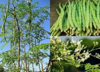 विशेष लेख : कुरूद कृषि महाविद्यालय में मोरिंगा आधारित परियोजना स्वीकृत, किसानों की आय व पोषण सुरक्षा को मिलेगा बल