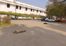 राजनांदगांव : स्कूलों व सरकारी दफ्तरों और परिसरों में श्वानों (कुत्तों) का प्रवेशथमने का नाम नहीं ले रहा है…