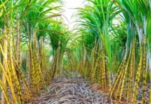 होली से पहले किसानों के लिए खुशखबरी, छत्तीसगढ़ में गन्ना किसानों के खातों में पहुंचे पैसे; तुरंत चेक करें स्टेटस