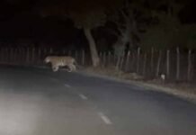 अमरकंटक क्षेत्र में बाघ की दहशत, रास्ते से गुजरते शिक्षक का वीडियो वायरल