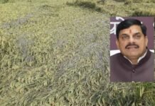 एमपी के 25 जिलों में बारिश से फसलें प्रभावित, सीएम मोहन ने दिए राहत उपायों के निर्देश