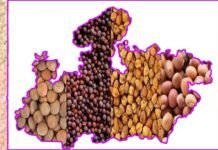 कृषि उत्पादन में मध्यप्रदेश ने मारी बाजी, खाद्यान्न, दलहन और तिलहन में पहला स्थान