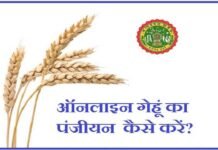 4 लाख 42 हजार से अधिक किसानों ने गेहूँ उपार्जन के लिए समर्थन मूल्य पर पंजीयन कराया