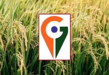 मध्य प्रदेश में अब तक केवल बालाघाट का ‘चिन्नौर’ धान और रीवा का ‘सुंदरजा’ आम को मिला जीआइ टैग