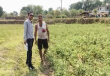 रायपुर: राष्ट्रीय बागवानी मिशन से किसानों को संबल, उन्नत तकनीक से टमाटर उत्पादन और मुनाफा बढ़ा