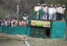 मिशन चीता: बोत्सवाना से 9 चीते कूनो पहुंचे, भारत में कुल संख्या 48