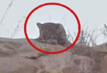 CG: तेंदुओं की संख्या में हुई वृद्धि …