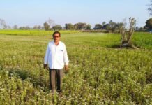 राजनांदगांव : दौलतराम ने ग्रीष्मकालीन धान के बदले लगाई धनिया की फसल राजनांदगांव : दौलतराम ने ग्रीष्मकालीन धान के बदले लगाई धनिया की फसल