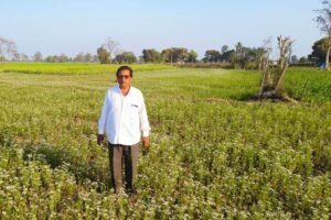 राजनांदगांव : दौलतराम ने ग्रीष्मकालीन धान के बदले लगाई धनिया की फसल