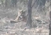 कूनो नेशनल पार्क में चीतों के बीच बाघ की एंट्री, पहली बार कैमरे में कैद हुई तस्वीर