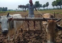 एमपी में जहर मुक्त खेती का ऐतिहासिक महायज्ञ, देशभर से किसान लेंगे हिस्सा