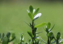 परंपरागत खेती से बदलाव: ब्राम्ही की खेती से किसानों की बढ़ी आय