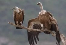 मध्यप्रदेश में उपग्रह टेलीमेट्री जैसे नवाचारों से बढ़ रही है गद्धों की संख्या