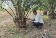 किसान मुकेश कमा रहे हैं एक पेड़ से 3 हजार रुपए वार्षिक आय