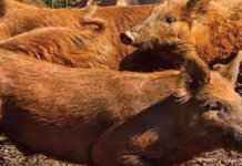 CG : अफ्रीकन स्वाइन फीवर से बलौदाबाजार और महासमुंद में सूअरों की हुई थी मौत, रिपोर्ट आने के बाद अलर्ट …