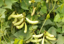 राजनांदगांव : फसल उत्पादन करने वाले किसानों को हुई क्षति…