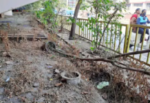 राजनांदगांव : फ्लाईओवर के नीचे लगे पेड़-पौधे सूख रहे, अनदेखी…