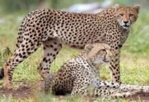 MP में बढ़ेगी चीतों की संख्या, 28 फरवरी को बोत्सवाना से आएंगे 8 नए मेहमान